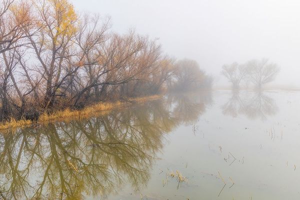 Jones, Adam 아티스트의 Trees on foggy morning-Bosque del Apache National Wildlife Refuge-New Mexico작품입니다.